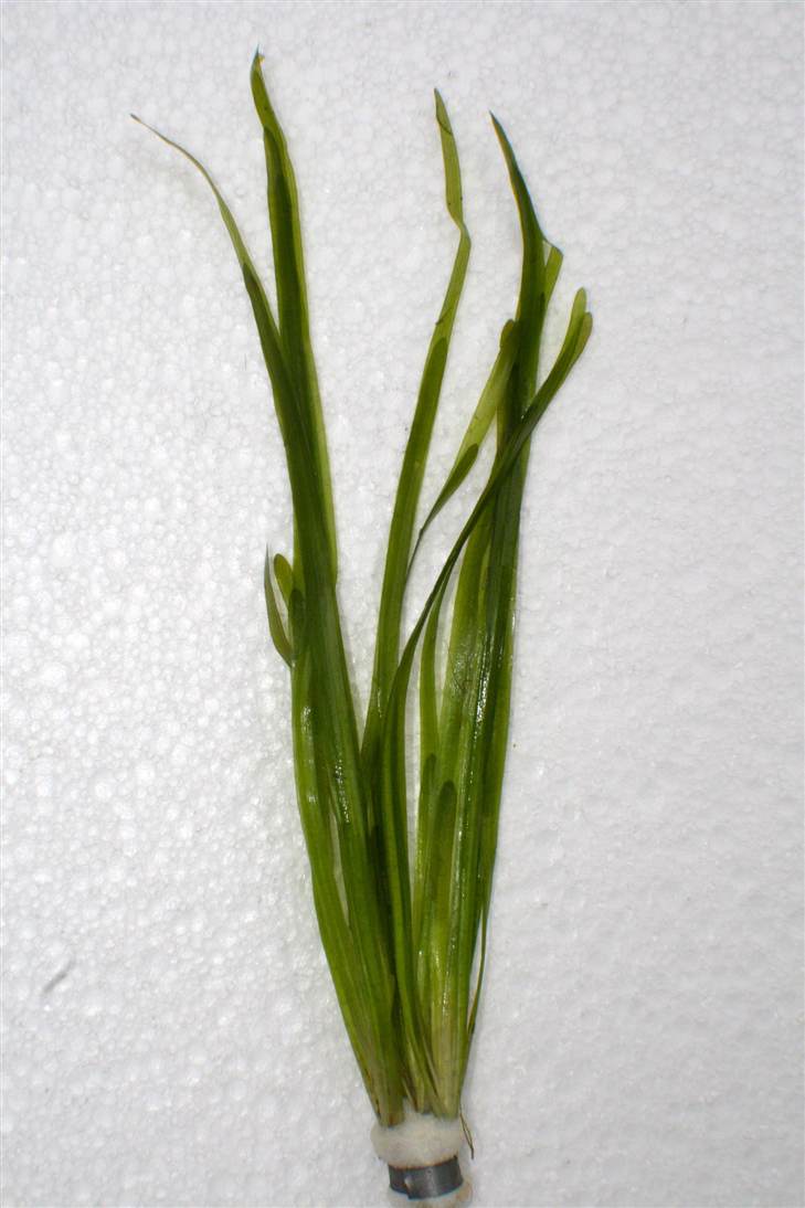 Vallisneria spiralis bundel